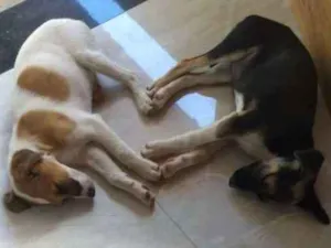 Cachorro raça SRD idade 2 a 6 meses nome Filhotes