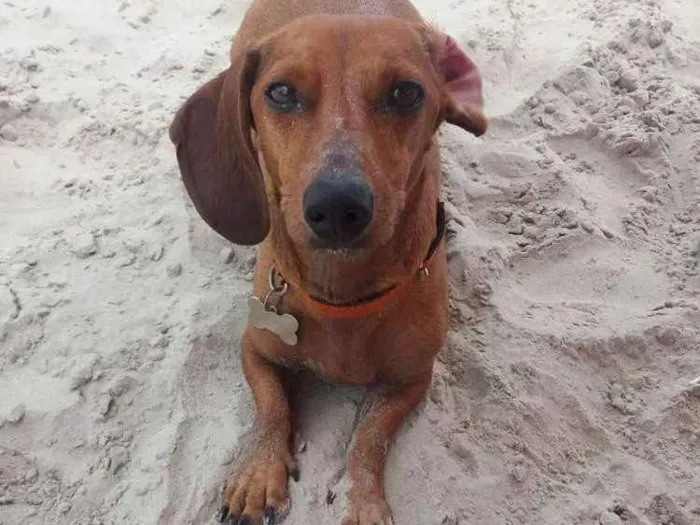 Cachorro ra a Dachshund idade 4 anos nome Domínick