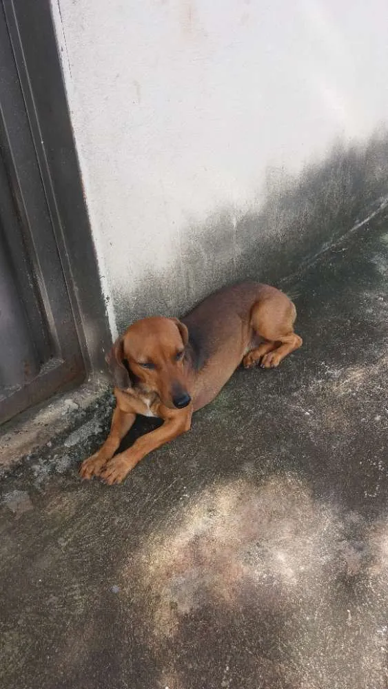 Cachorro ra a Sem raça  definida  idade 1 ano nome Sem nome 