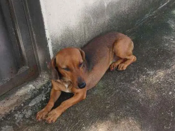 Cachorro ra a Sem raça  definida  idade 1 ano nome Sem nome 