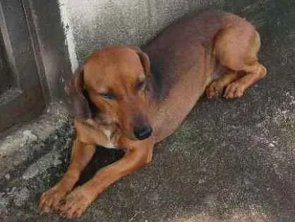 Cachorro ra a Sem raça  definida  idade 1 ano nome Sem nome 