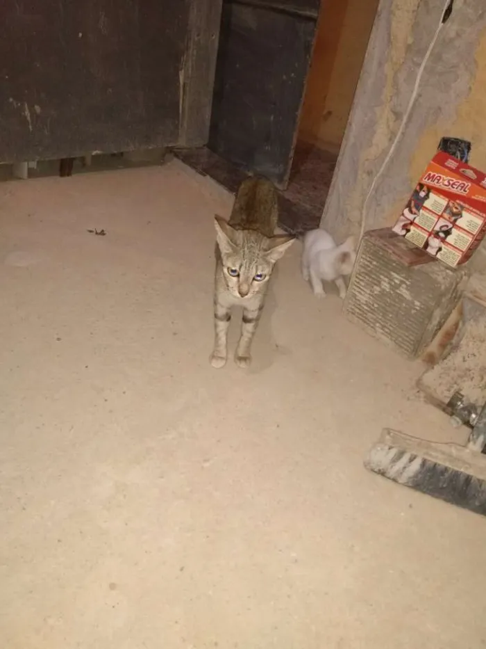 Gato ra a SRD idade Abaixo de 2 meses nome Sem nome