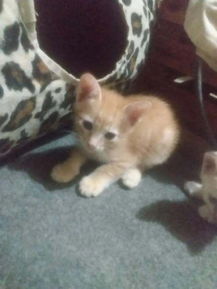 Gato ra a SRD idade Abaixo de 2 meses nome Sem nome