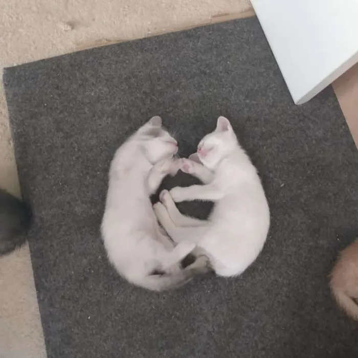 Gato ra a SRD idade Abaixo de 2 meses nome Sem nome