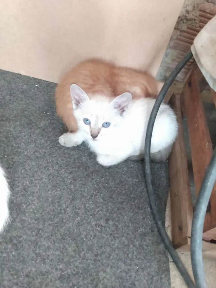 Gato ra a SRD idade Abaixo de 2 meses nome Sem nome