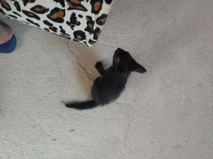 Gato ra a SRD idade Abaixo de 2 meses nome Sem nome