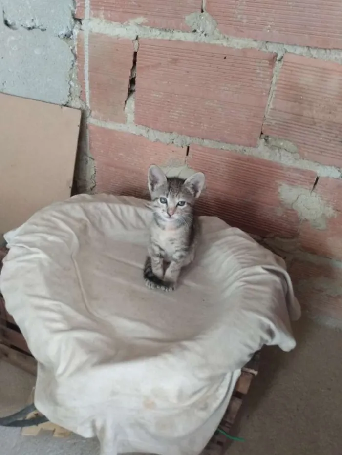Gato ra a SRD idade Abaixo de 2 meses nome Sem nome