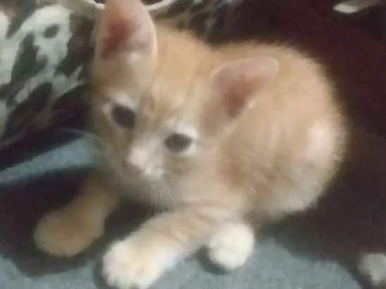 Gato ra a SRD idade Abaixo de 2 meses nome Sem nome