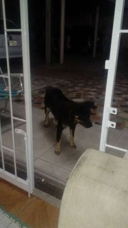 Cachorro ra a * idade 1 ano nome JAMAICA