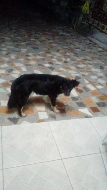 Cachorro ra a * idade 1 ano nome JAMAICA