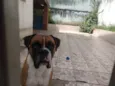 Darwin
