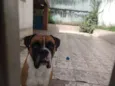 Darwin