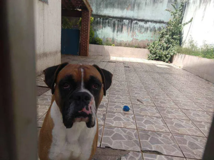 Cachorro ra a Boxer idade 3 anos nome Darwin