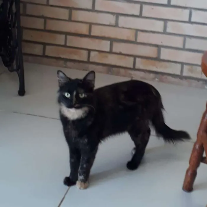 Gato ra a  idade 1 ano nome Manchinha