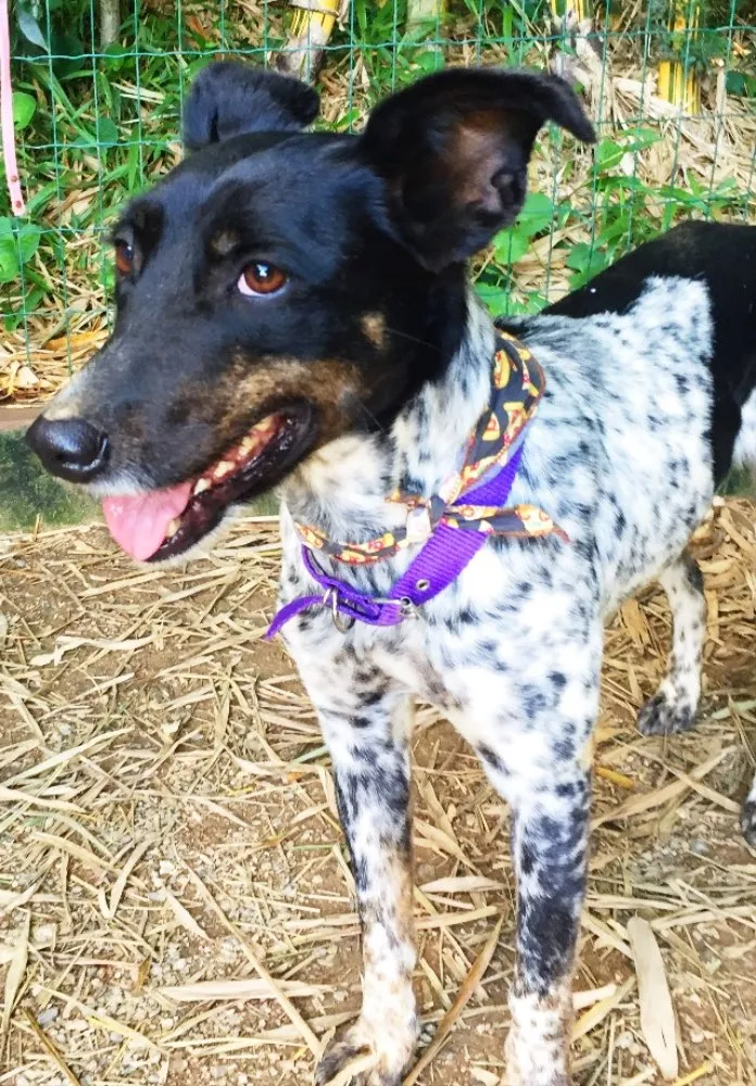 Cachorro ra a SRD idade 3 anos nome Malhada