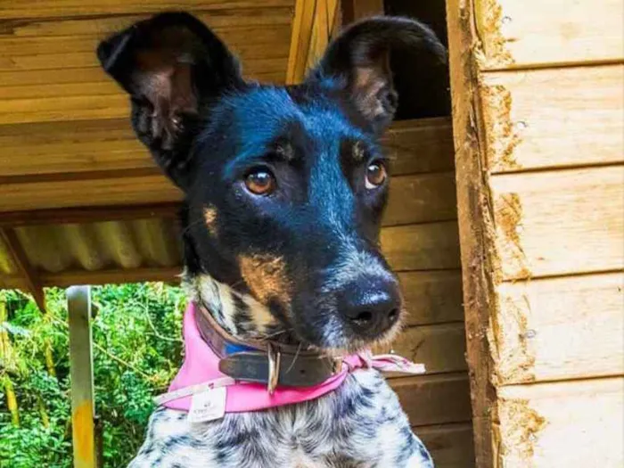 Cachorro ra a SRD idade 3 anos nome Malhada