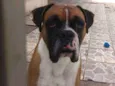 Darwin