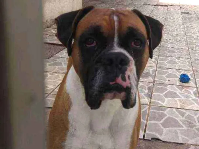 Cachorro ra a Boxer idade 3 anos nome Darwin