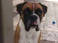 Darwin