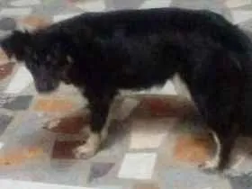 Cachorro ra a * idade 1 ano nome JAMAICA