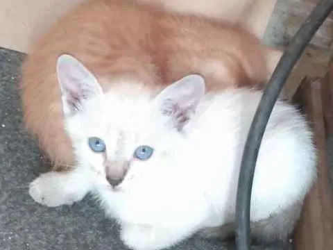 Gato ra a SRD idade Abaixo de 2 meses nome Sem nome