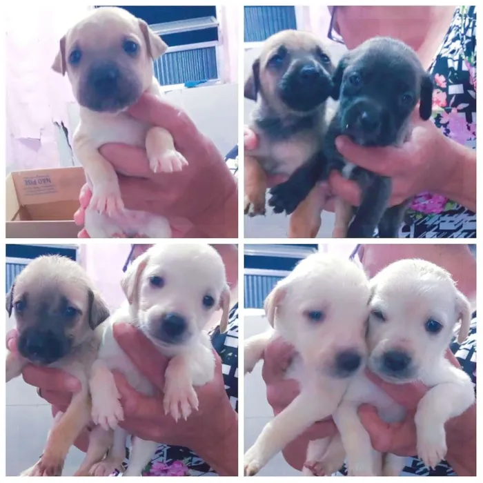 Cachorro ra a Vila lata  idade Abaixo de 2 meses nome Filhotinhos