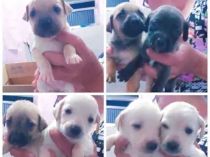 Cachorro raça Vila lata  idade Abaixo de 2 meses nome Filhotinhos