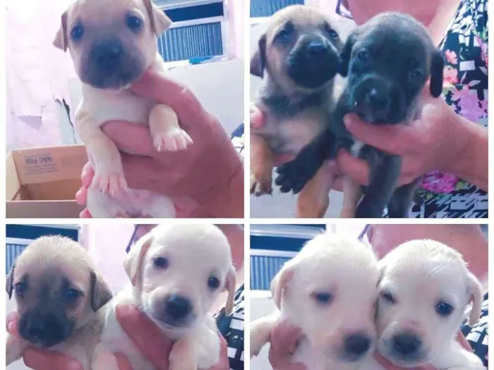 Cachorro ra a Vila lata  idade Abaixo de 2 meses nome Filhotinhos