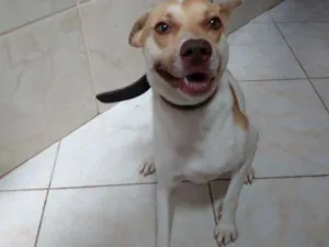 Cachorro raça Labrador misturado  idade 3 anos nome Boris