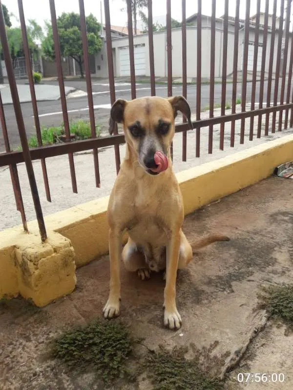 Cachorro ra a SRD idade 3 anos nome Bob