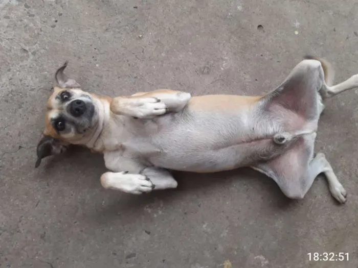 Cachorro ra a SRD idade 3 anos nome Bob