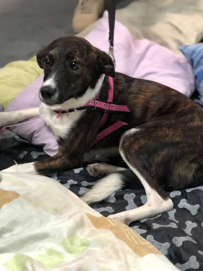 Cachorro ra a SRD idade 1 ano nome Pérola 