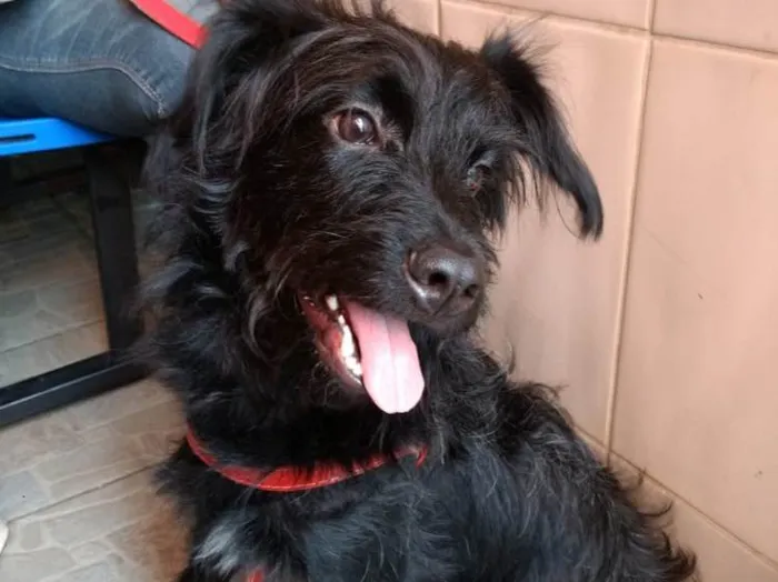 Cachorro raça Poodle e vira lata  idade 7 a 11 meses nome Billy poodle mix 