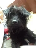 Cachorro raça Poodle e vira lata  idade 7 a 11 meses nome Billy poodle mix 