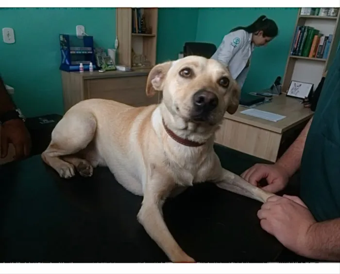 Cachorro ra a Labrador mix viralatinha  idade 1 ano nome Zack Labrador mix 