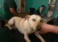Zack Labrador mix