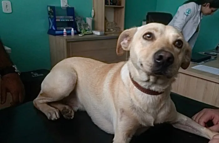 Cachorro ra a Labrador mix viralatinha  idade 1 ano nome Zack Labrador mix 