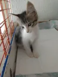 Pompom linda bebê