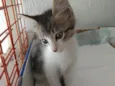 Pompom linda bebê