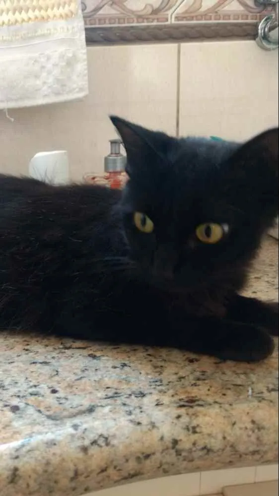 Gato ra a Srd linda  idade 7 a 11 meses nome Bia linda bebê 