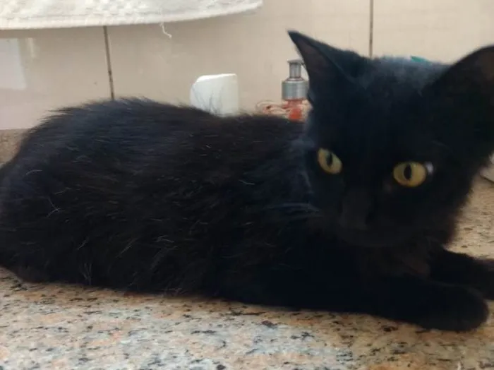 Gato ra a Srd linda  idade 7 a 11 meses nome Bia linda bebê 