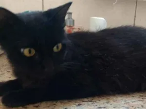 Gato raça Srd linda  idade 7 a 11 meses nome Bia linda bebê 