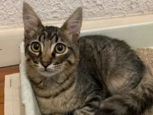 Gato raça SRD idade 2 a 6 meses nome Tom 