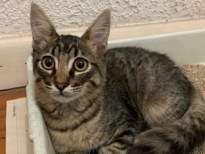 Gato ra a SRD idade 2 a 6 meses nome Tom 