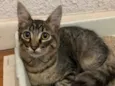 Tom