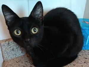 Gato raça Srd linda  idade 7 a 11 meses nome Valentina linda bebê