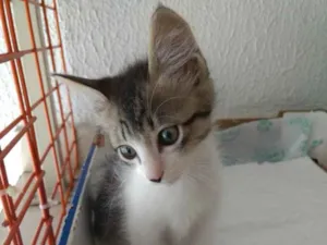 Gato raça Srd linda demais  idade 2 a 6 meses nome Pompom linda bebê