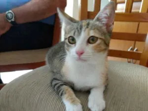 Gato raça Tricolor  idade 2 a 6 meses nome Anna bebê linda 