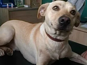 Cachorro raça Labrador mix viralatinha  idade 1 ano nome Zack Labrador mix 