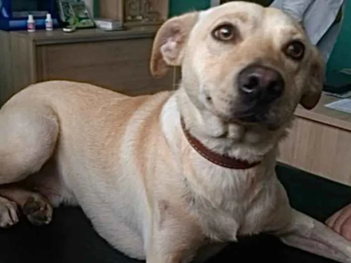 Cachorro ra a Labrador mix viralatinha  idade 1 ano nome Zack Labrador mix 